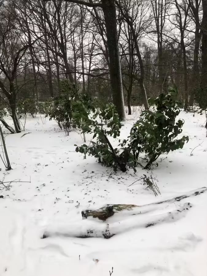 Erasmuspark in winter