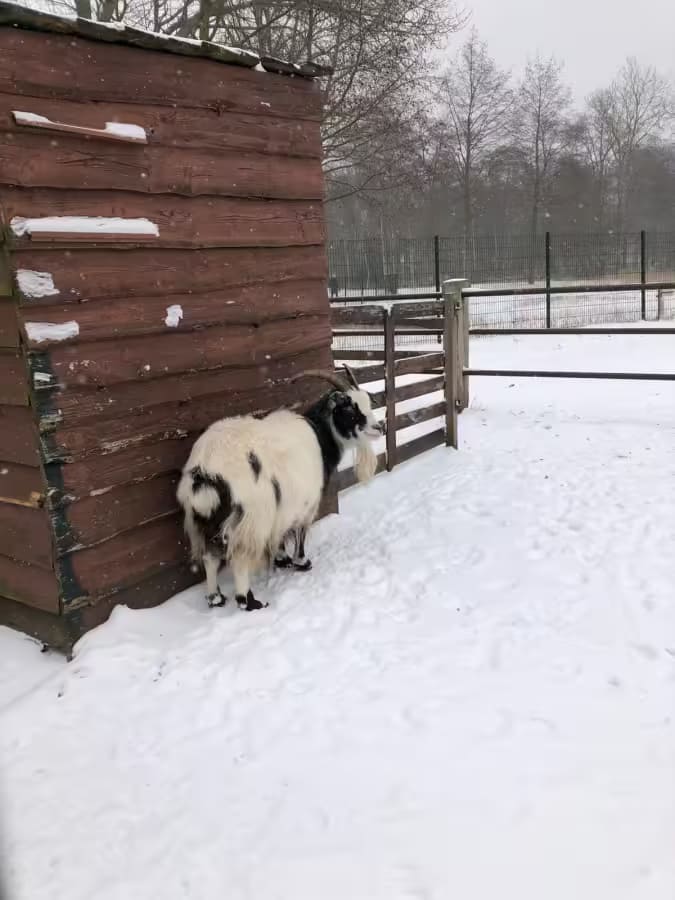 Erasmuspark in winter