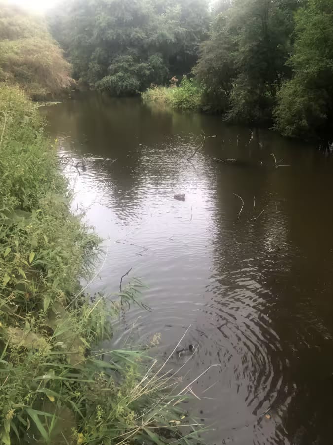 erasmuspark in summer